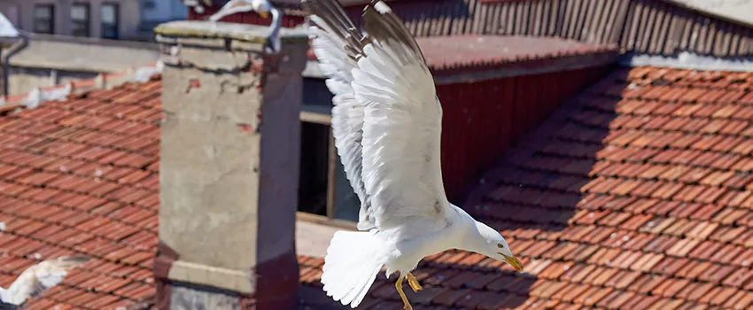 Residential Chimney Animal Removal Solution in Brooklyn Center, MN