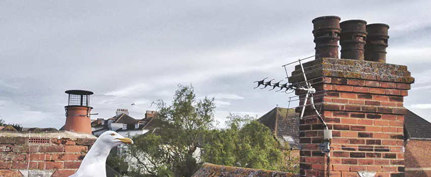 Chimney Cleaning And Restoration in Brooklyn Center, Minnesota